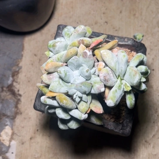 p****o谢谢姐姐～一物一拍7354