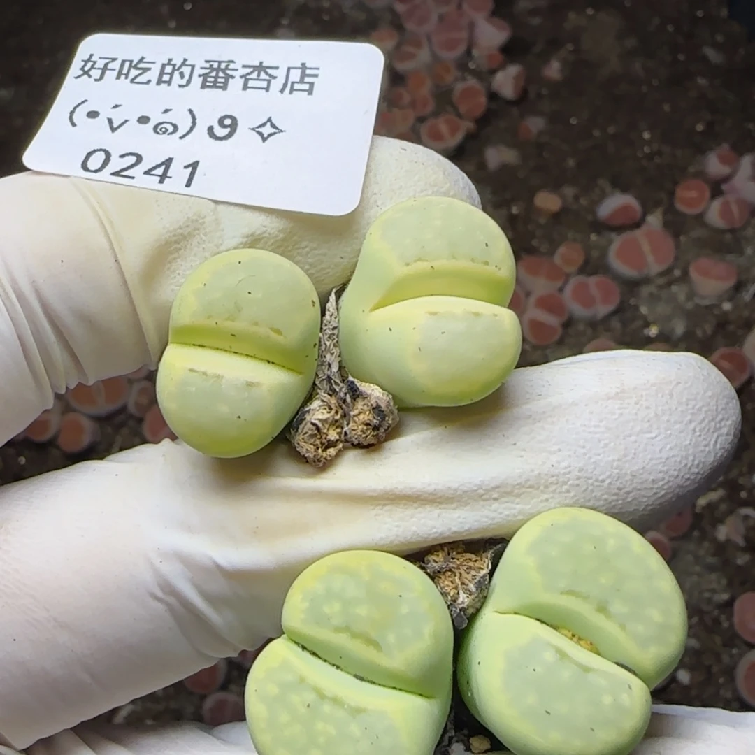 f***卷0241。默认脱土。18包邮。偏远88包邮