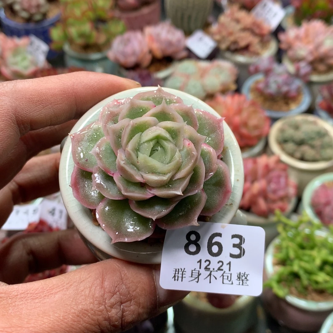 精控拇指盆12.21863