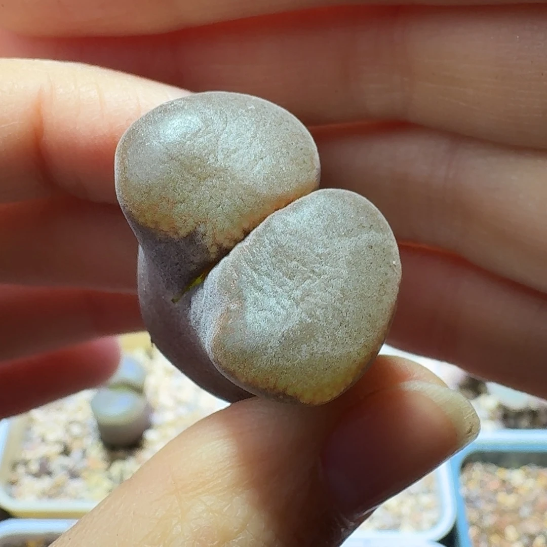 9号单头风铃一物一拍2.7