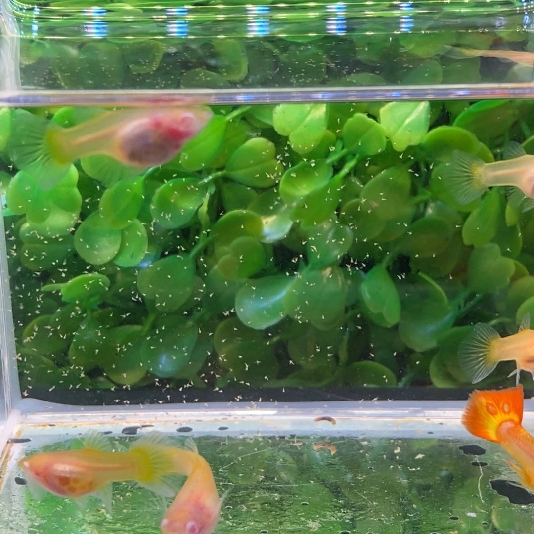 孔雀鱼烈日白子一公五母