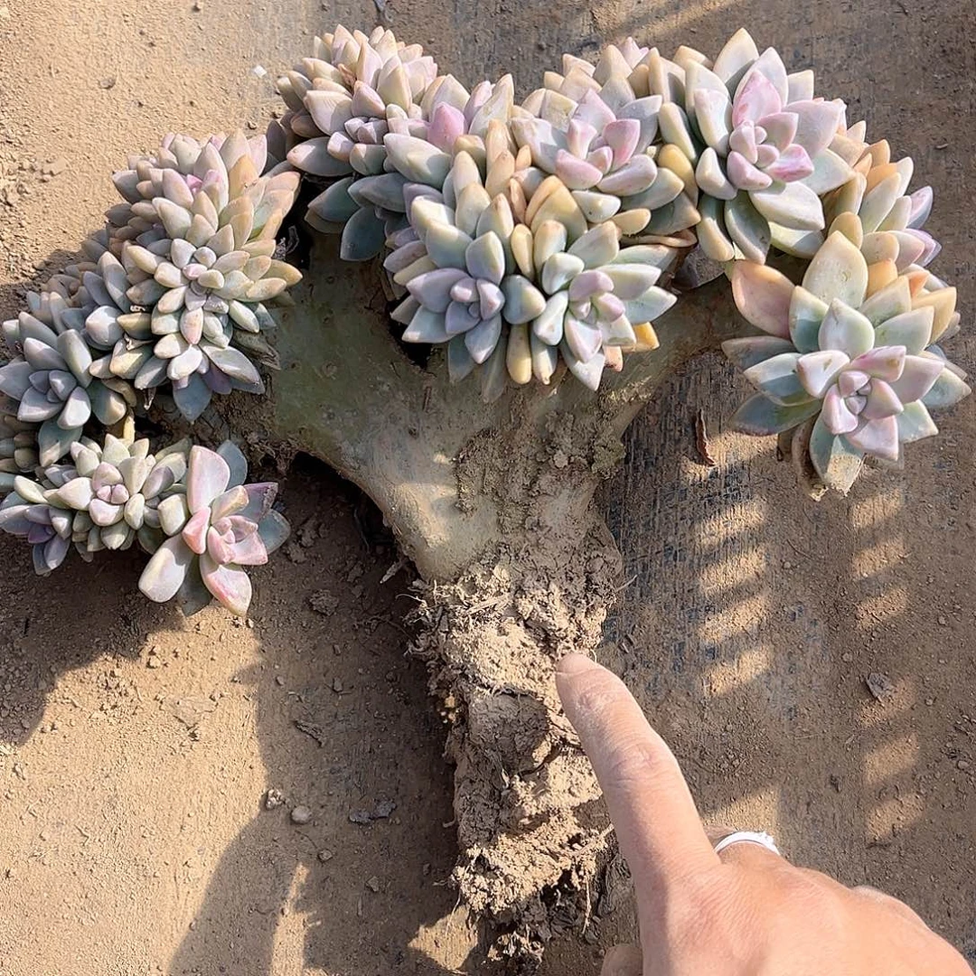 145号淡雪缀化一物一拍