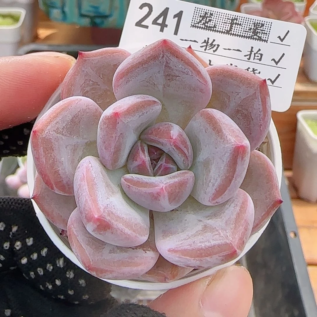 多肉0728-241暗纹