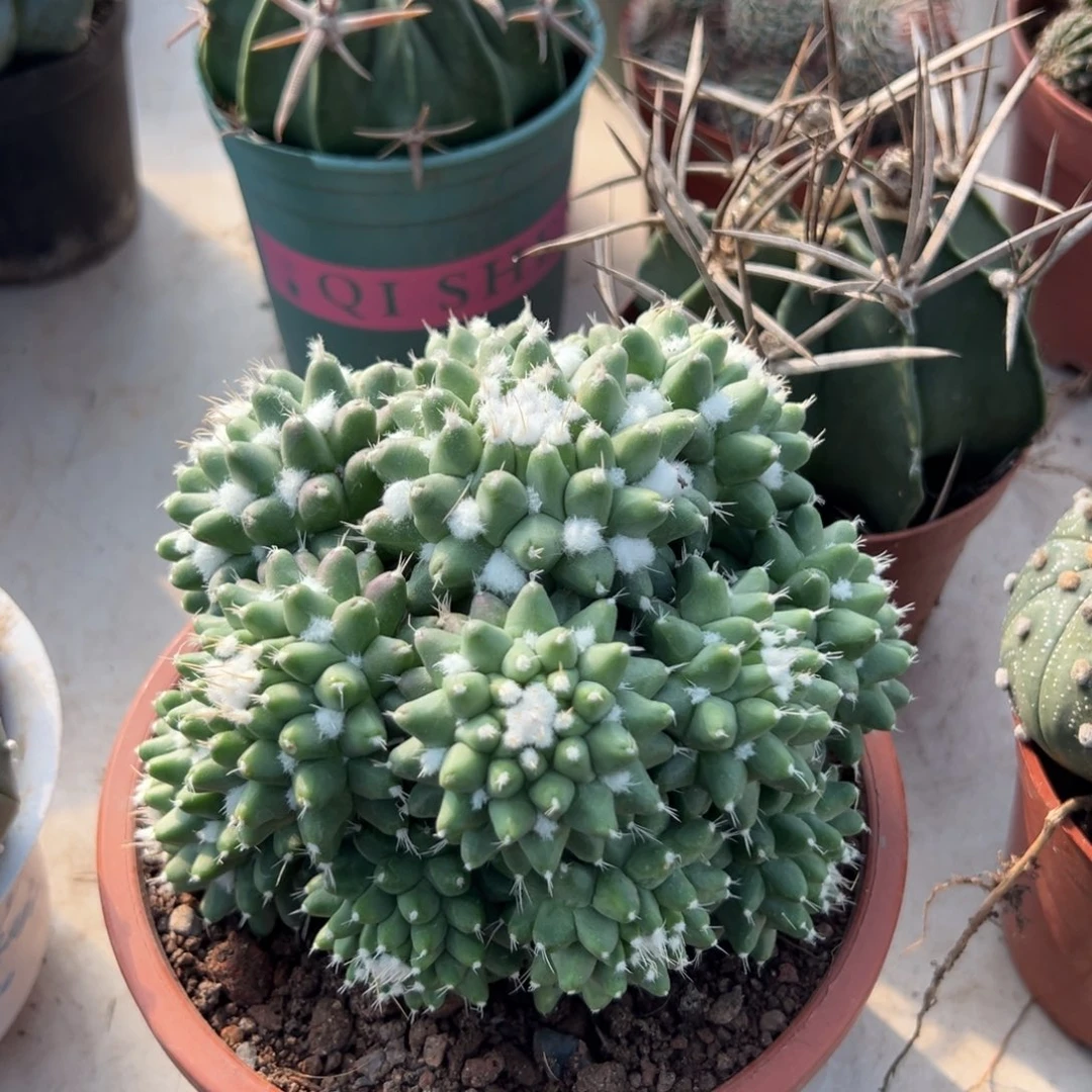 雪糕随机一颗。