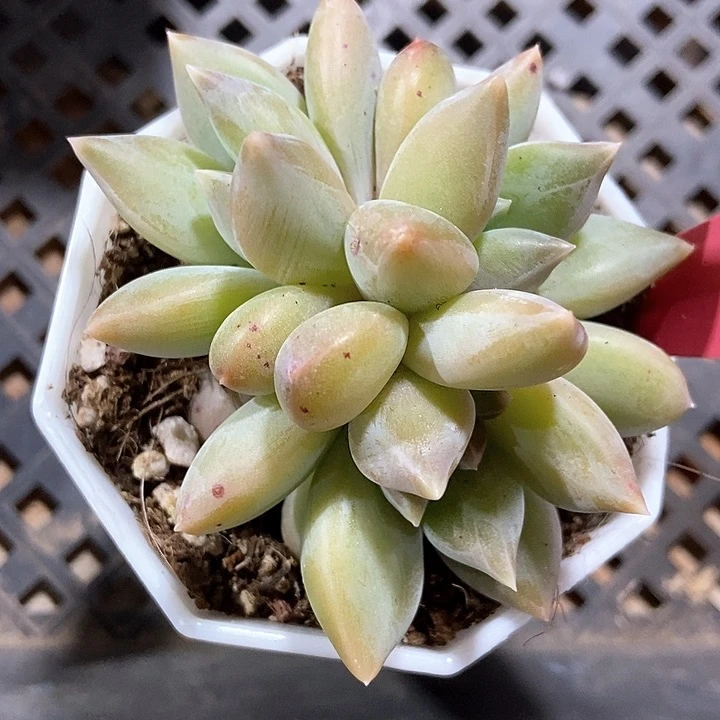 多肉植物重楼6004