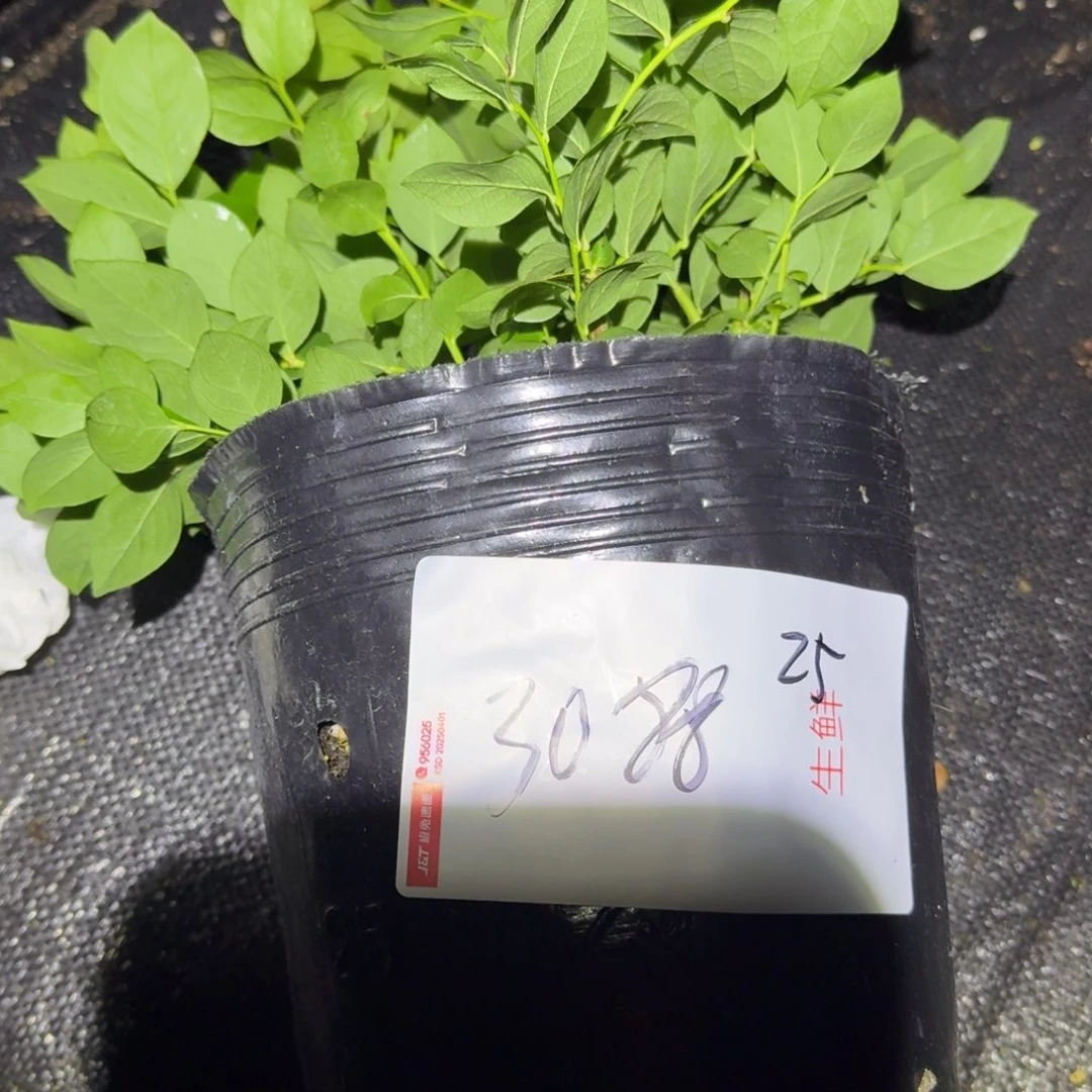 静**待25，大钵一物一拍3088