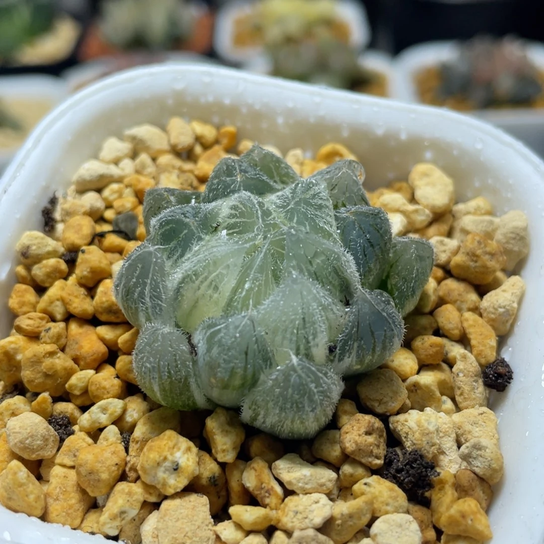恭喜发财好运常伴0320