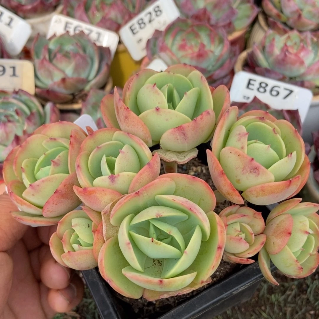 鸡蛋碧桃747块钱