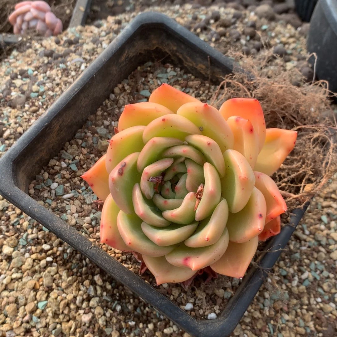 中果是在一起后两节比赛