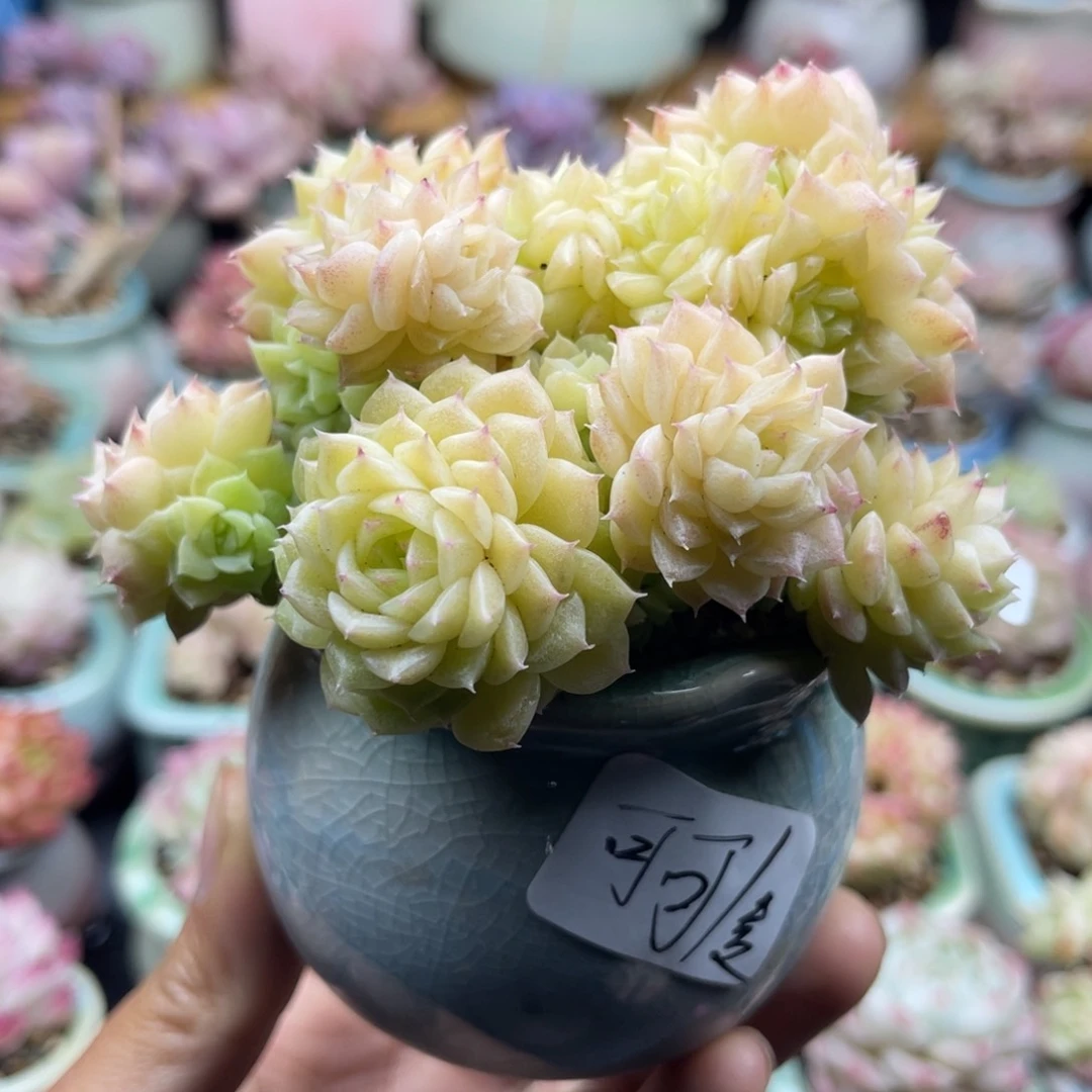 可*608 韩麦 带陶瓷盆发货 满28包邮