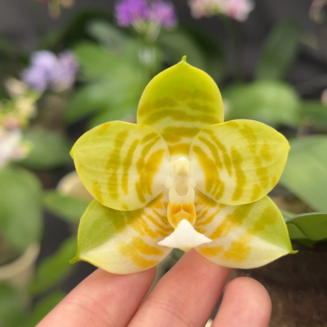 完全开放陶瓷弥陀反射王开花株