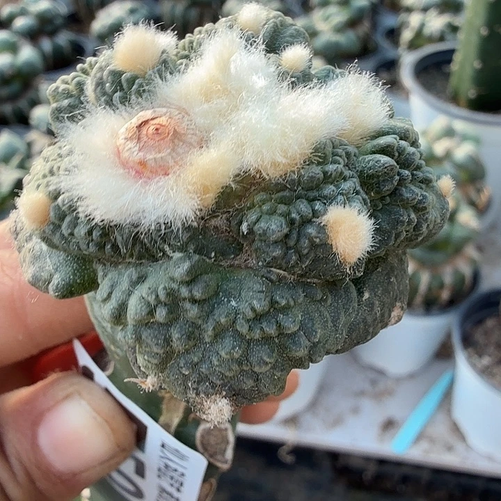 无花朵550炸尤哥斯拉