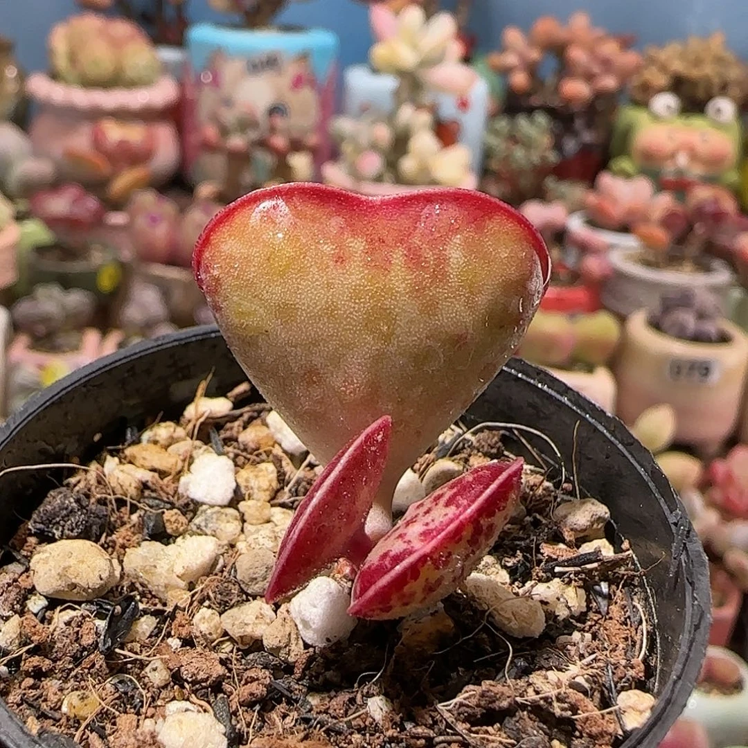 T爱心水泡盆口2.5cm