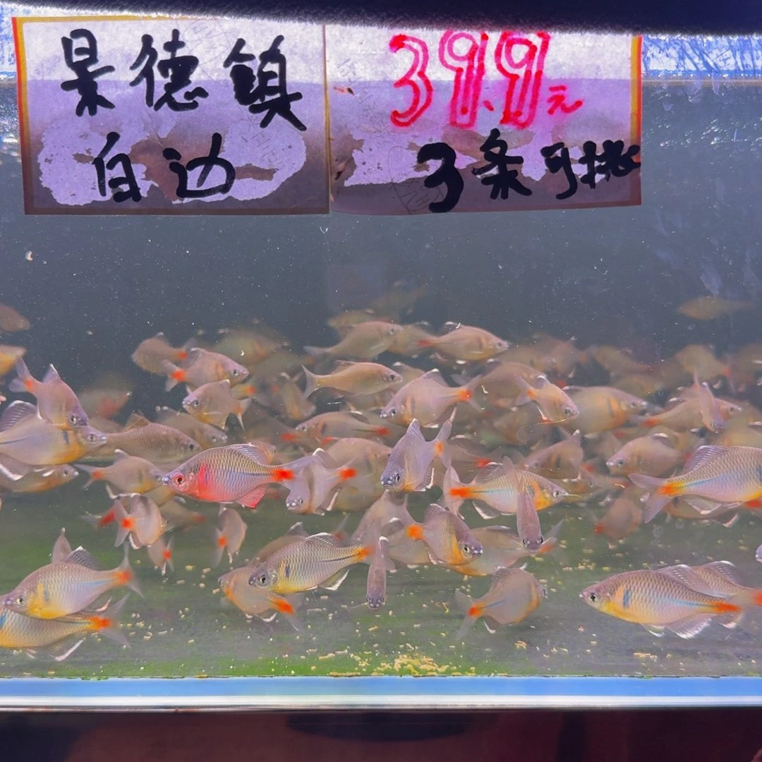 沙***神海水白边鰟鲏杂交2条