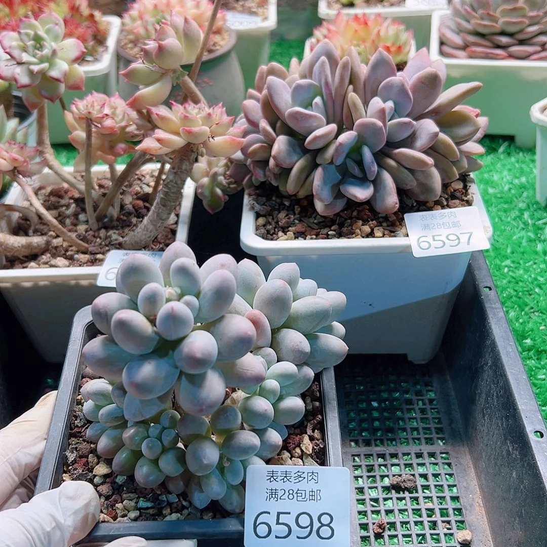 无花朵多肉一物一拍6598