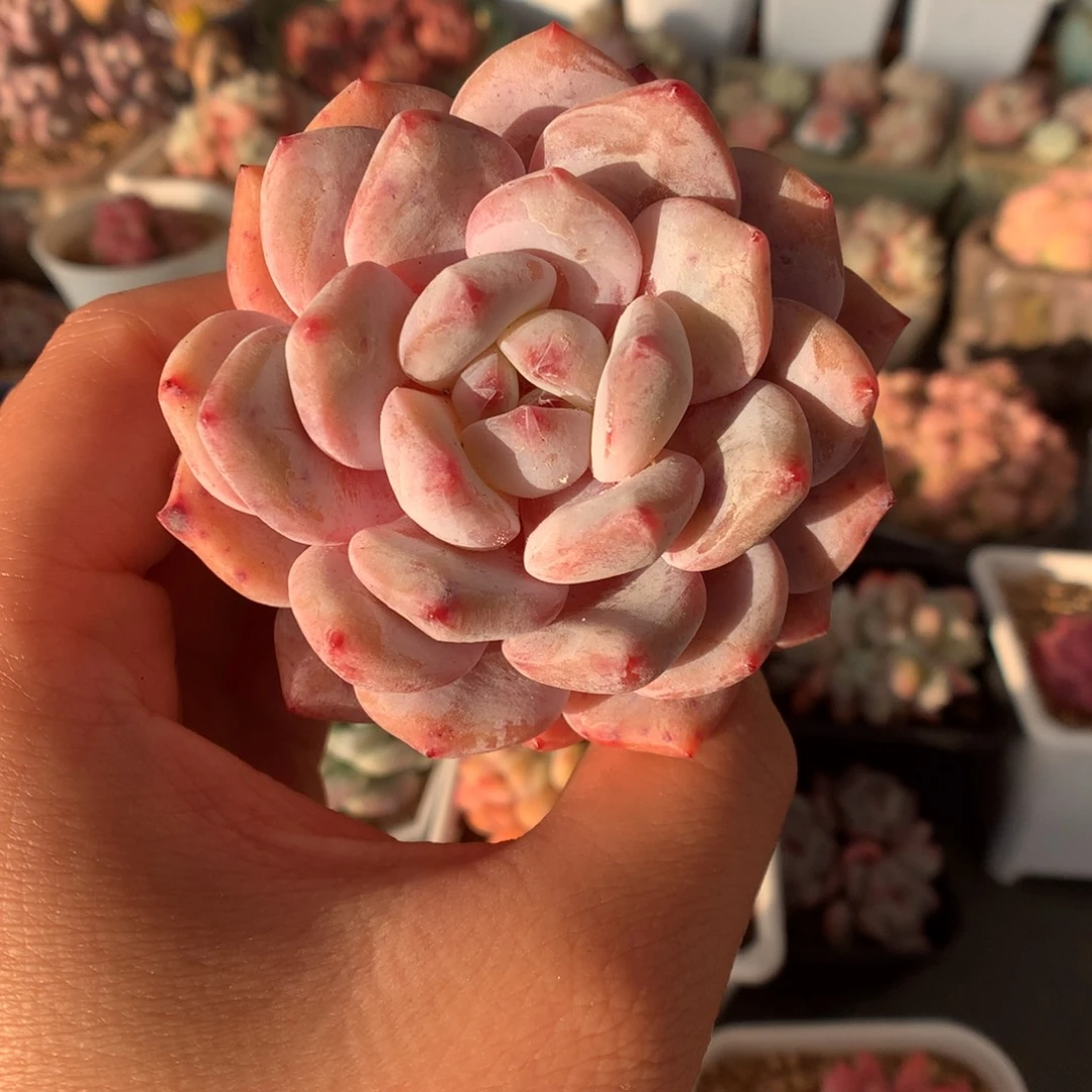 梦露多肉植物一物一拍