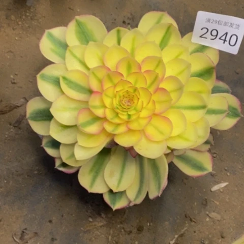 倾城樱花头多肉植物2940
