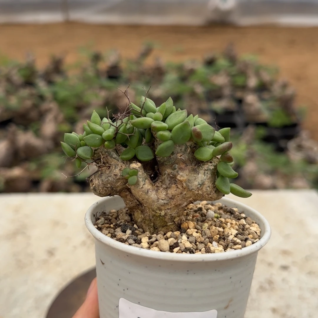 119钢丝万物想奇峰锦