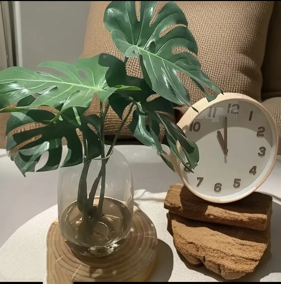 老桩龟背竹摆件北欧风大叶客厅鲜切水培室内水培摆件