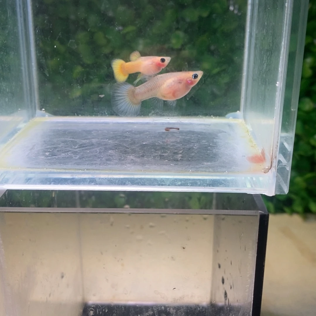 孔雀鱼黄金玻璃猫一对