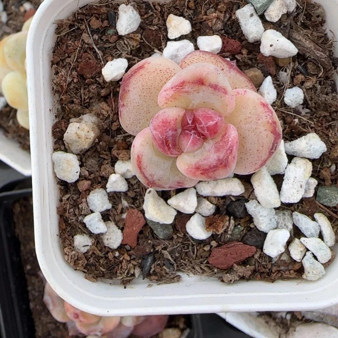 多肉小卡拉米糖心一物一拍。