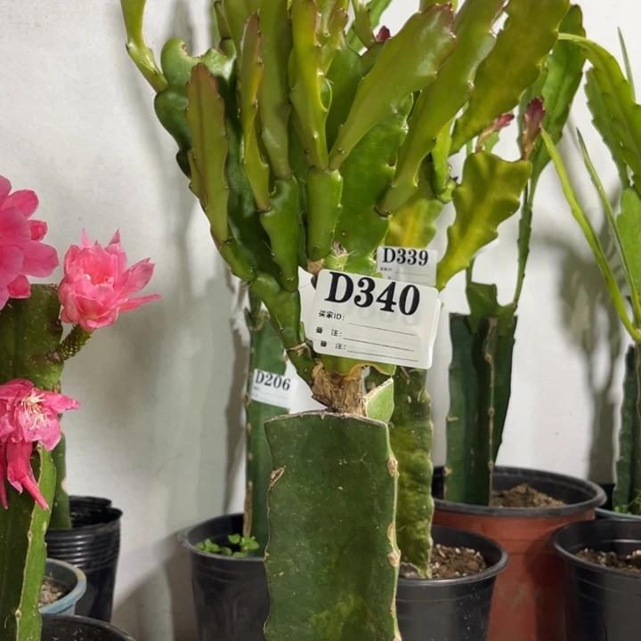 当前无花栽培后可以开花340