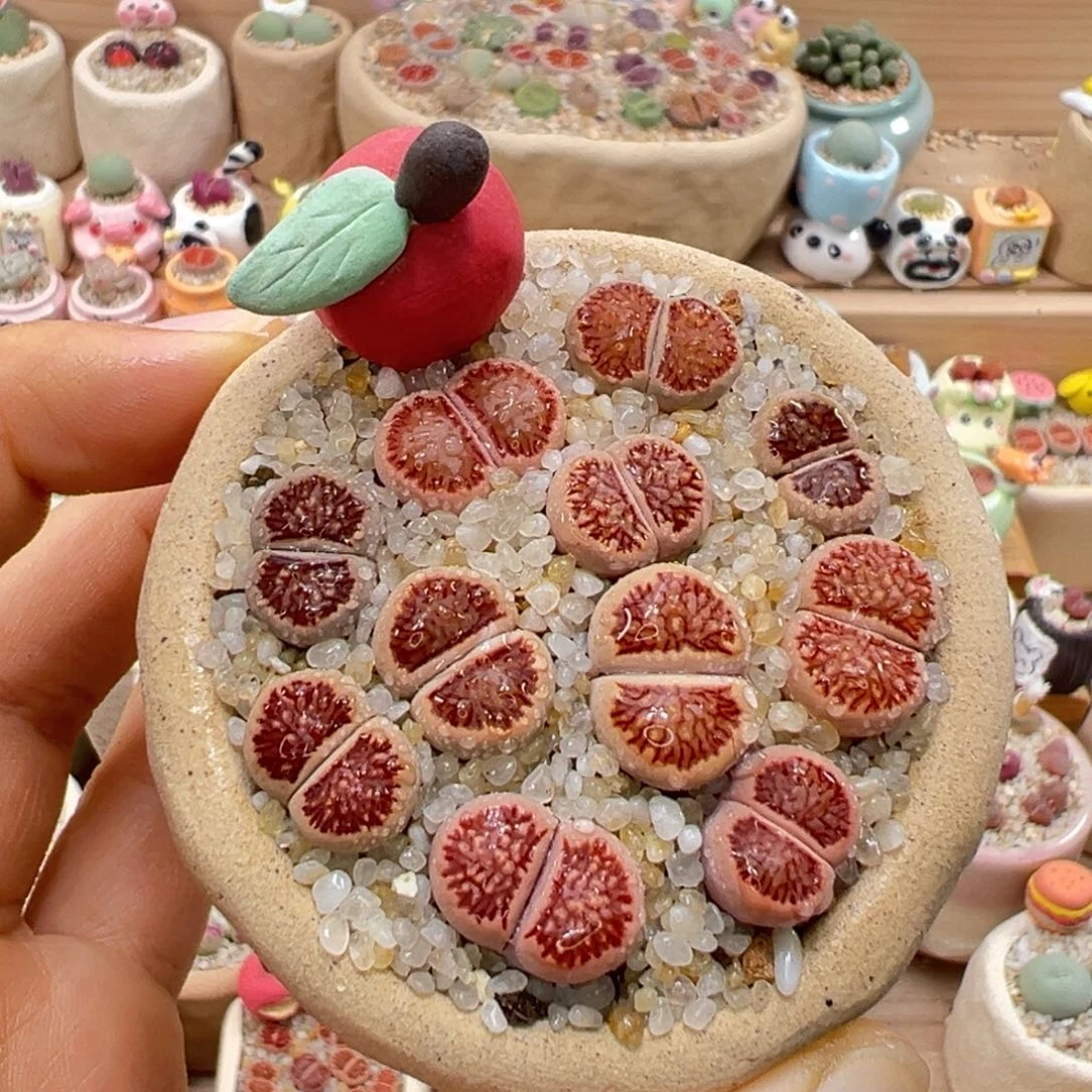 多肉植物43号红窗菊