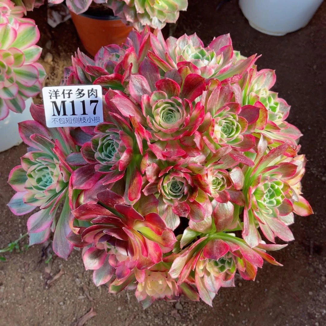 117海王 冠幅25左右