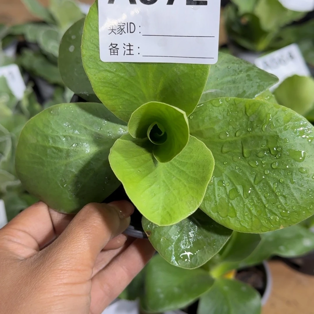 奔**风一物一拍  耳叶A572