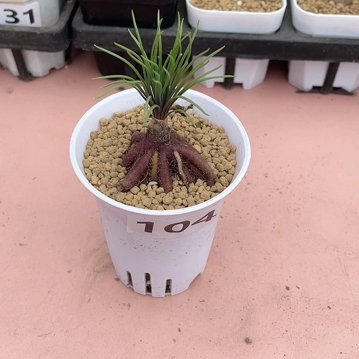 104大方便面弹簧草