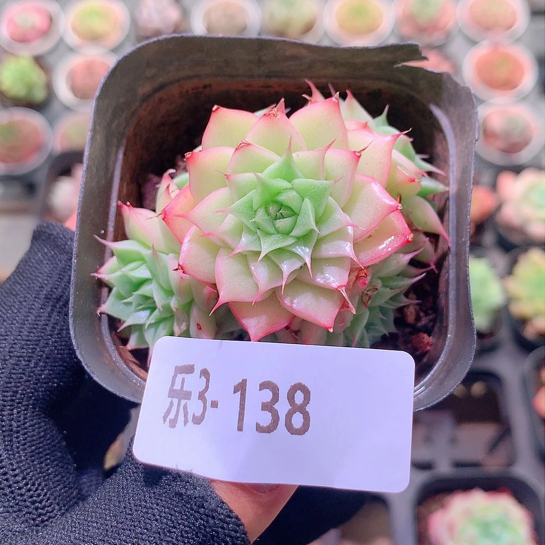 乐然3-138 麦秆群