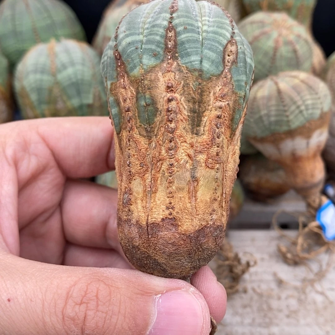 26 欧系实生布纹球多肉植物