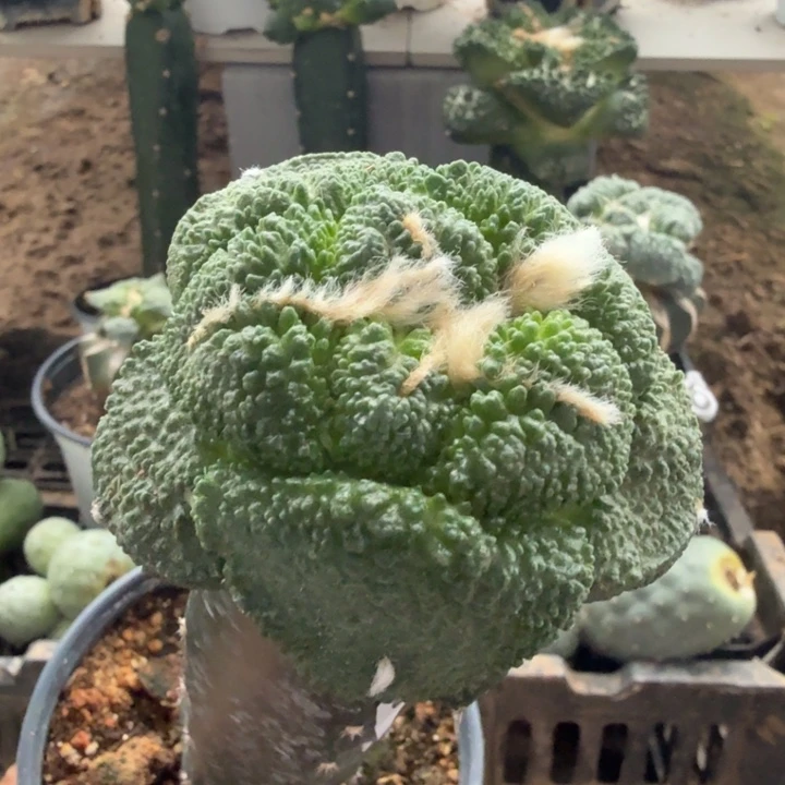 无花朵368大尤菜花牡丹4.4尤款7.8冠幅