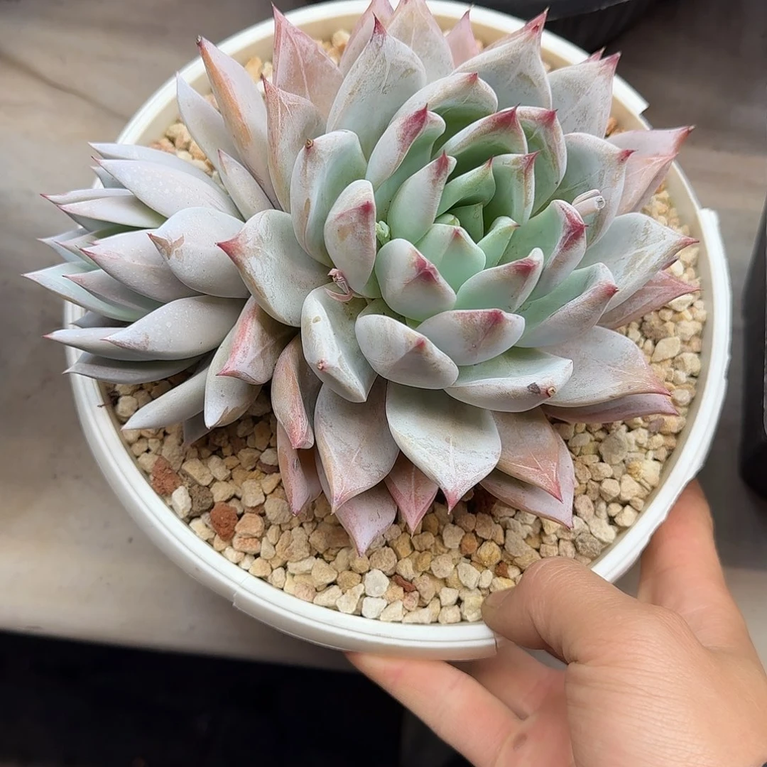 清*祖母绿 000000000