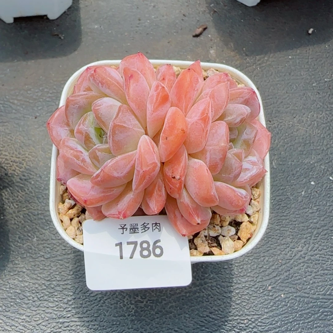 粉魄，1786多肉植物