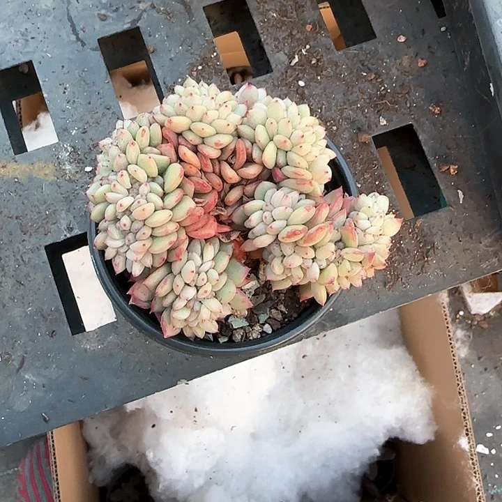 芳*青蛙王子儿童牙膏111