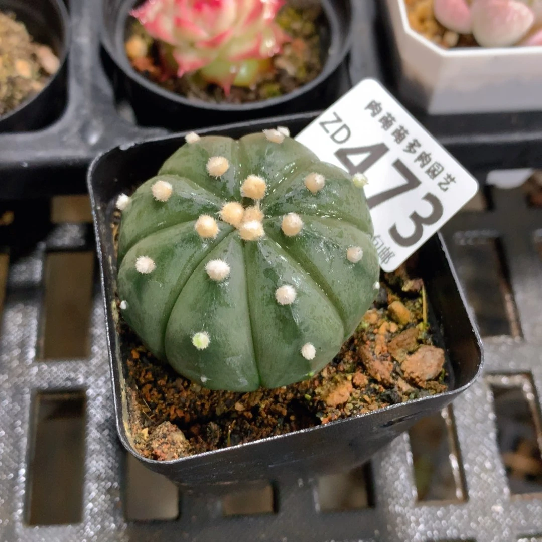 肉萌萌拇指盆精控多肉ZD473