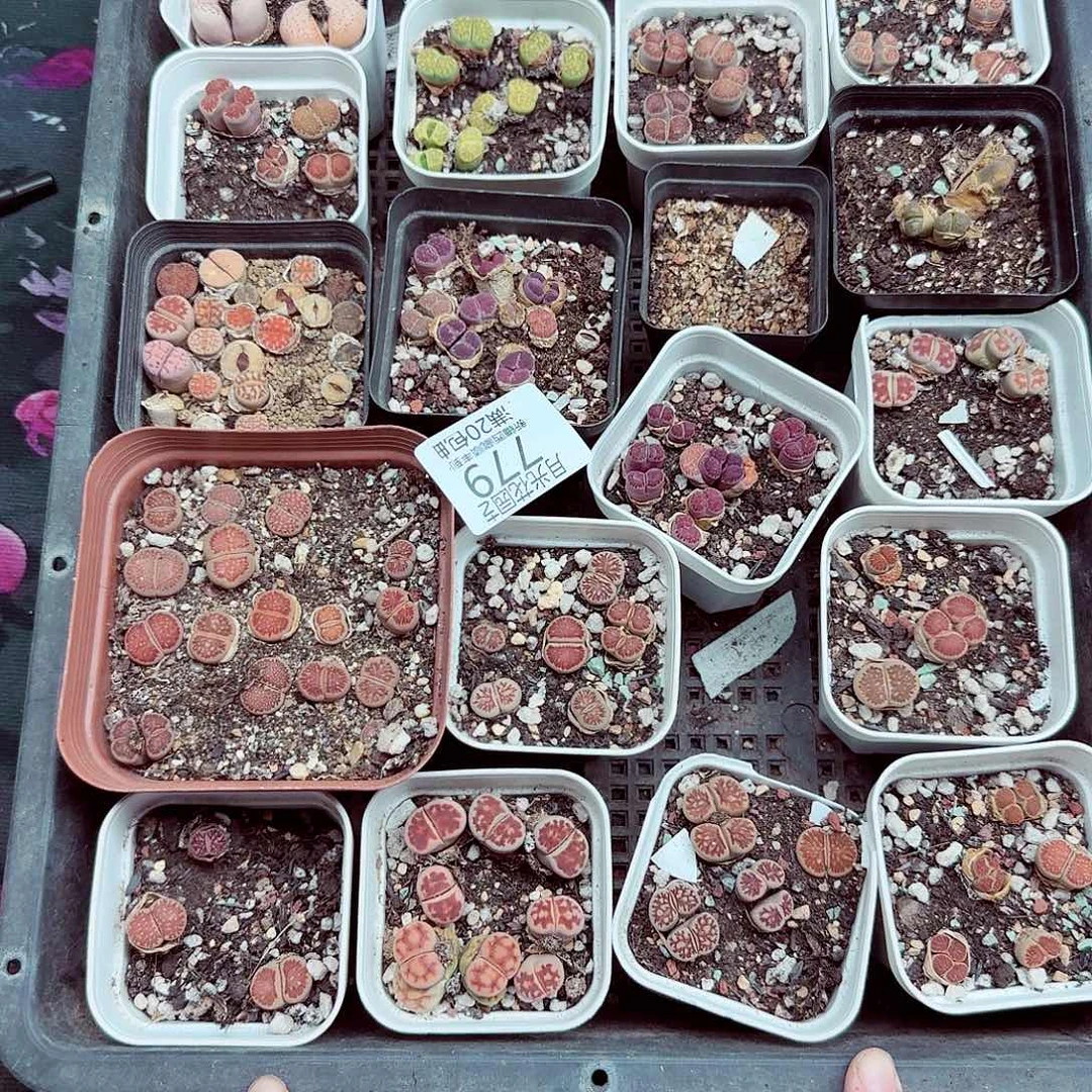 我不在这里吃饭你吃好没779