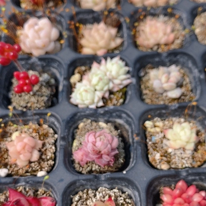 140 多肉植物盆栽花卉植物