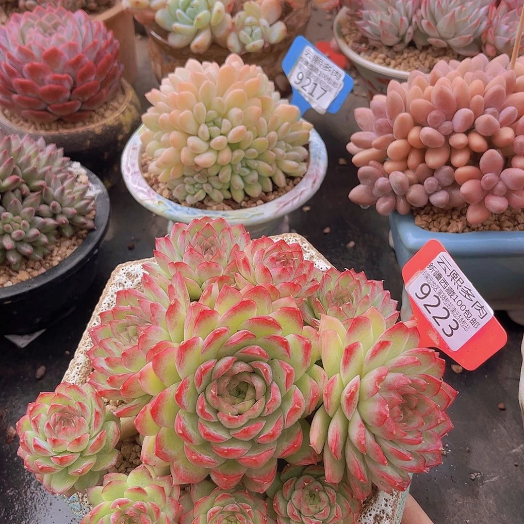 9223夜莺多肉植物