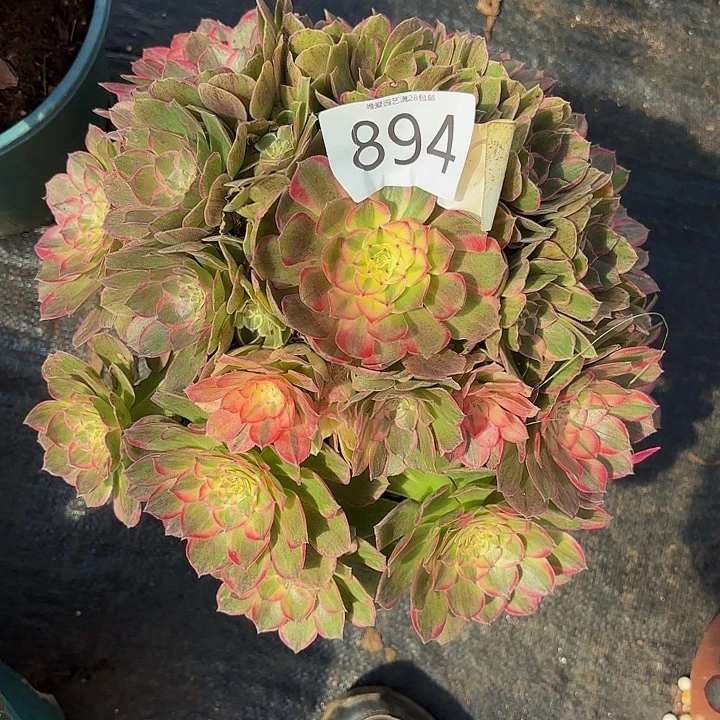 芬***芳多肉植物福利894个