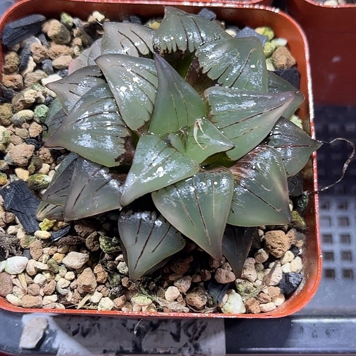 三***饼十二卷多肉红纹寿