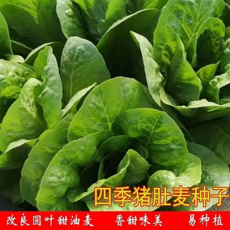 【满5包包邮】四季猪肚麦种子改良新鲜圆叶甜油麦菜籽正菜籽耐热
