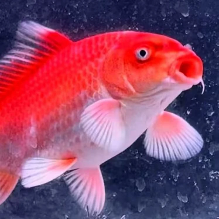 杨涛精选高品质红色蝴蝶鲤（一鱼普身蝴蝶鲤一价普身蝴蝶鲤金鱼