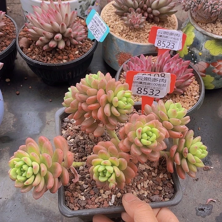 8532香格里拉。