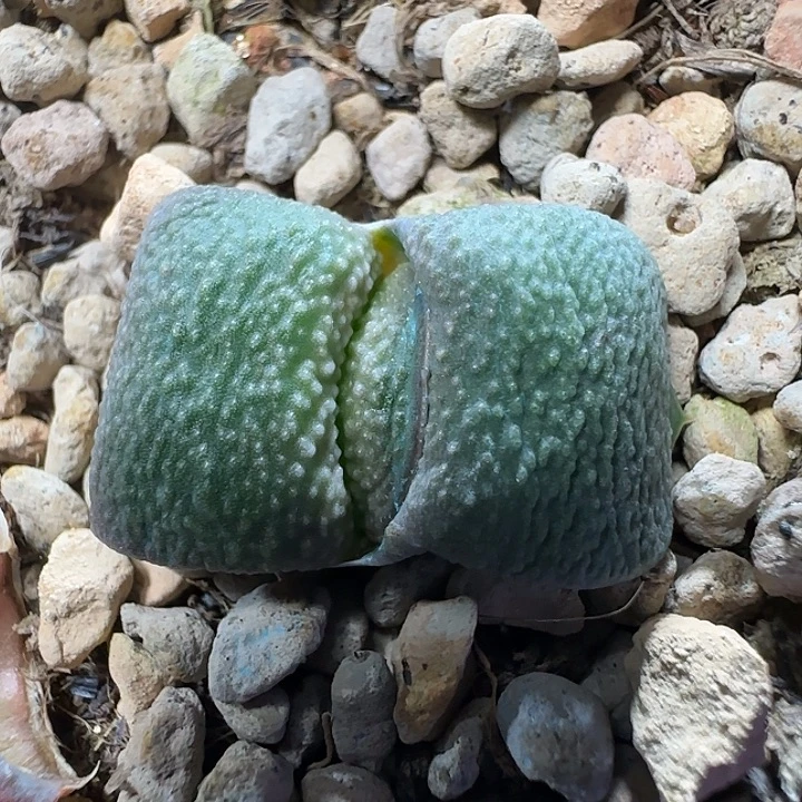 凸白釉卧牛牛牛牛