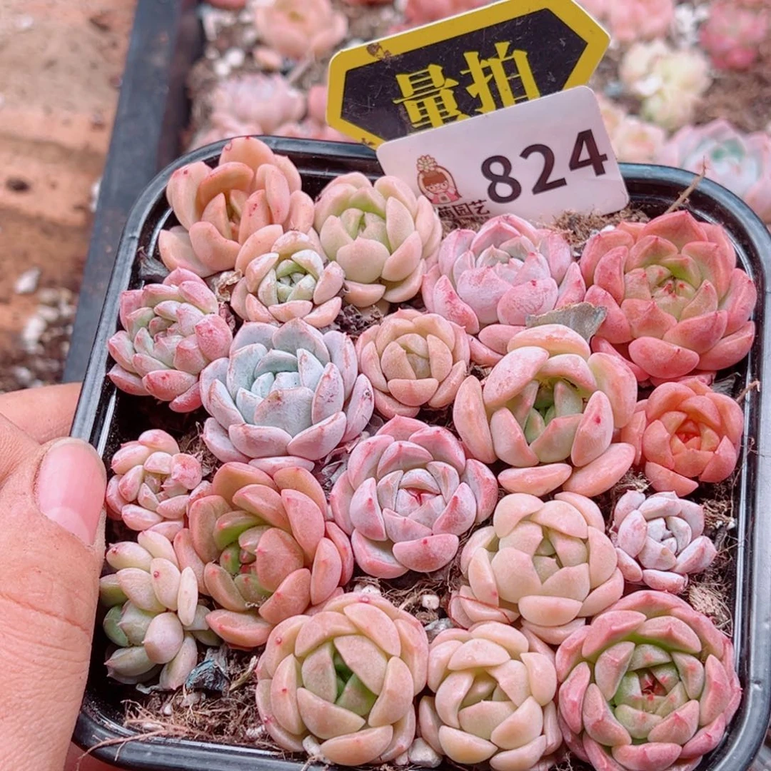 多肉植物多肉植物