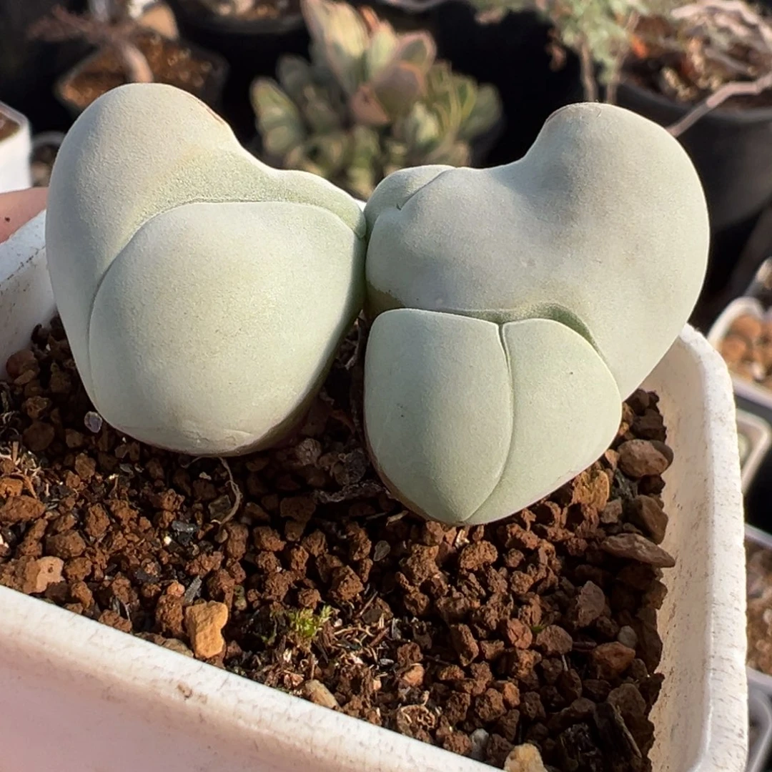 051多肉植物种类多样