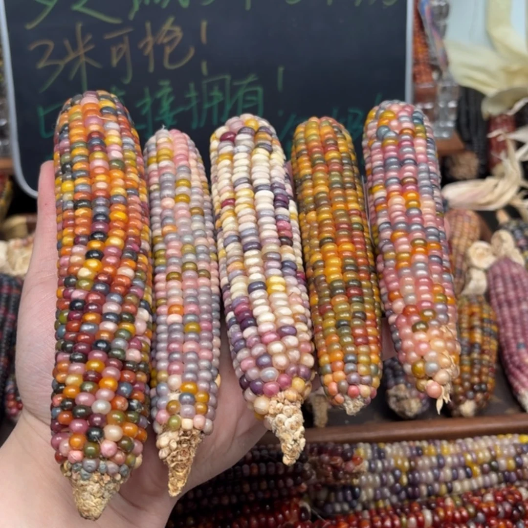 柏香籽/百香籽吊坠。**o