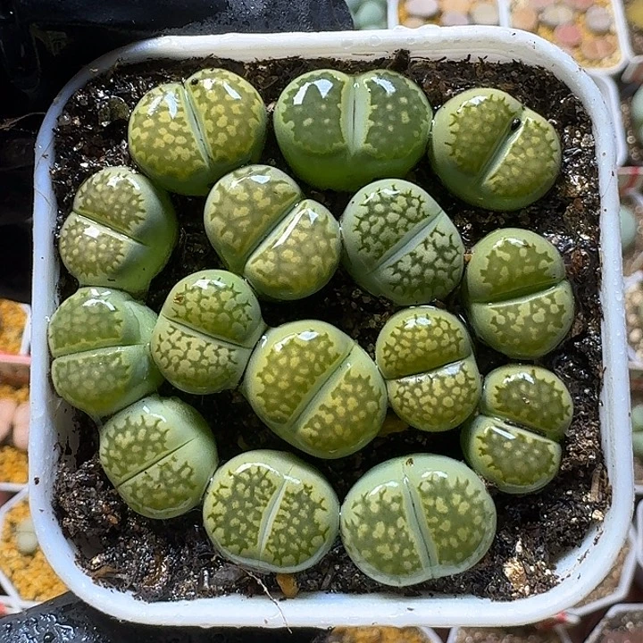 生石花111122。   211